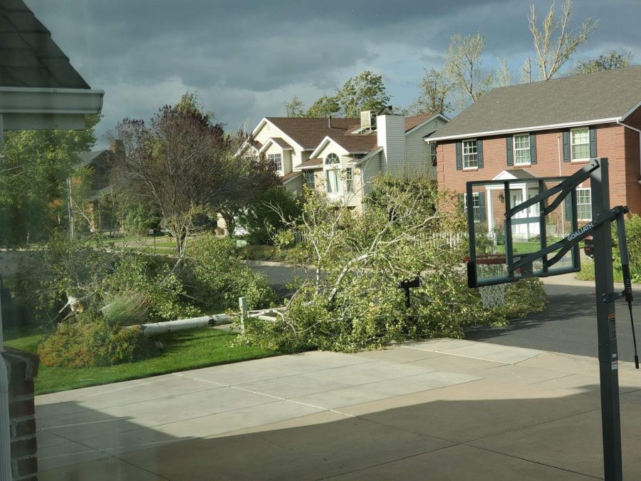 Tree blown over after the winds reached over 89 miles per hour. 