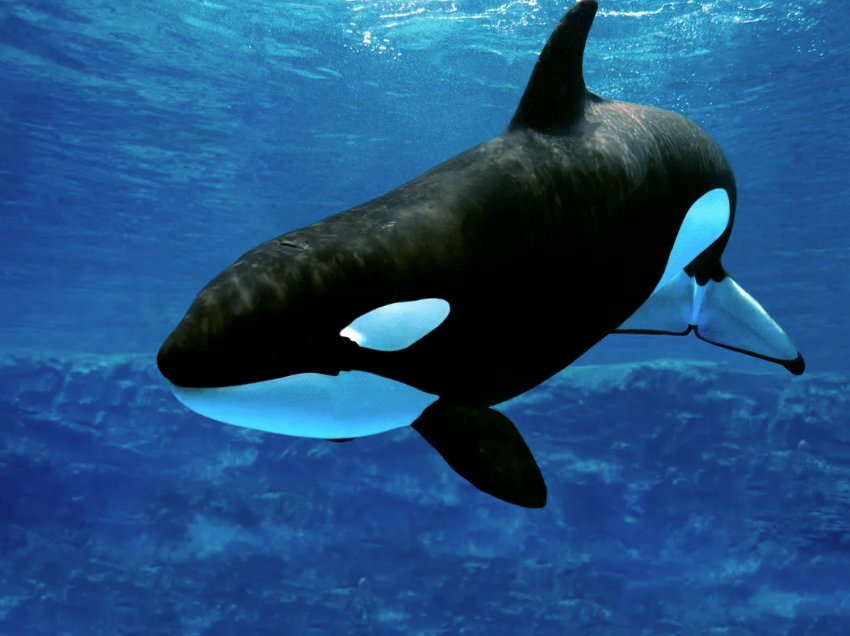 Orca+Whale